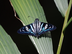 Jemadia