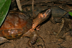 Heosemys spinosa