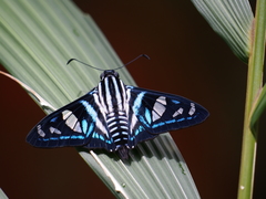 Jemadia