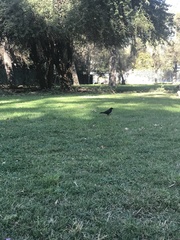 Curaeus curaeus curaeus