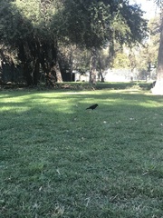 Curaeus curaeus curaeus