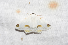 Sericoptera