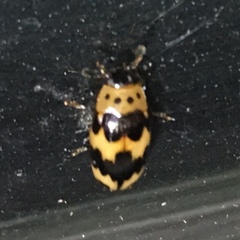 Ischyrus quadripunctatus