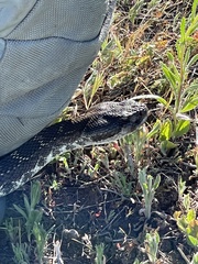 Crotalus oreganus helleri