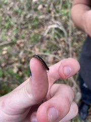 Pseudopolydesmus canadensis