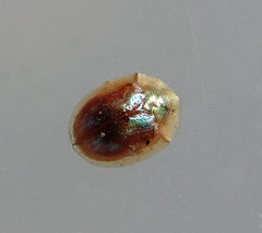 Cassida subreticulata