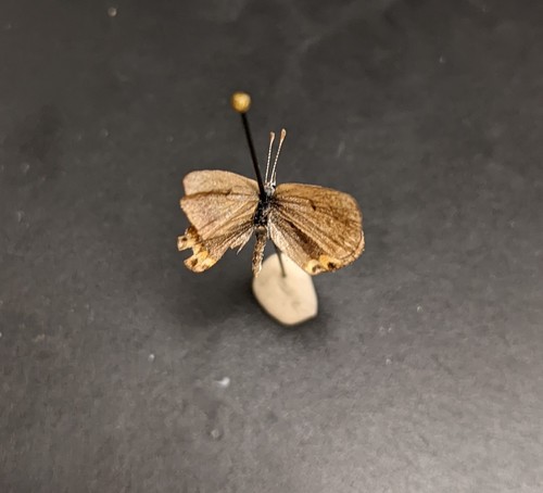 iNaturalist observation photo of Acmon Blue
