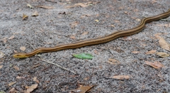 Pantherophis alleghaniensis image