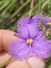 Thysanotus banksii