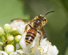 Andrena prunorum