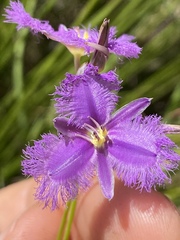 Thysanotus banksii