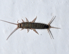 Ctenolepisma guadianicum