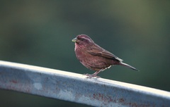 Carpodacus edwardsii