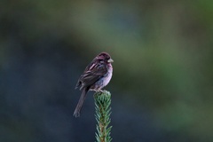 Carpodacus verreauxii