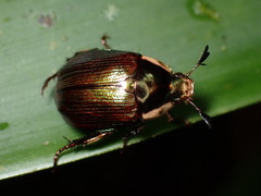 Callistethus
