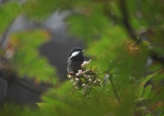 Periparus rubidiventris