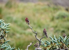 Procarduelis nipalensis
