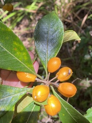 Pittosporum venulosum