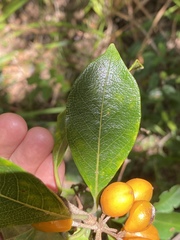 Pittosporum venulosum