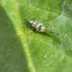 Eucarazzia elegans
