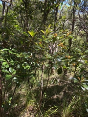 Pittosporum venulosum