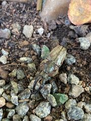 Casignetus humboldti