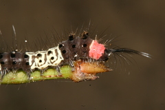 Nyctemera adversata