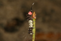 Nyctemera adversata