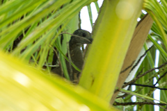 Patagioenas cayennensis