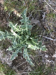 Cirsium cymosum