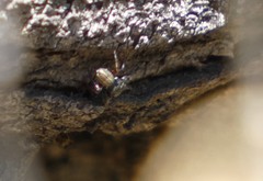 Metacyrba taeniola similis