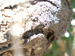 Metacyrba taeniola similis