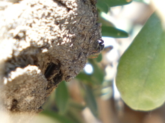 Metacyrba taeniola similis