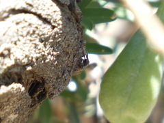 Metacyrba taeniola similis