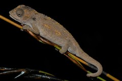 Bradypodion baviaanense