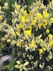 Stauracanthus spectabilis