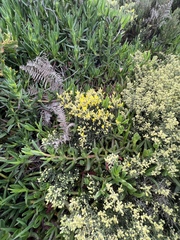 Stauracanthus spectabilis