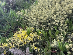 Stauracanthus spectabilis