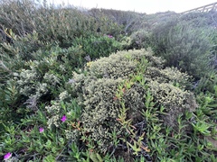 Stauracanthus spectabilis