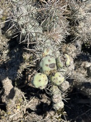 Cylindropuntia cholla