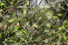 Colibri cyanotus