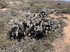 Cylindropuntia cholla