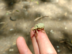 Cyrtomon