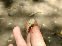 Cyrtomon
