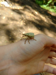 Cyrtomon