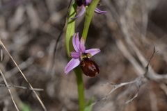 Ophrys bertolonii flavicans