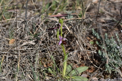 Ophrys bertolonii flavicans