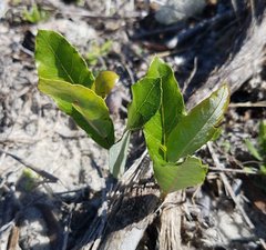 Geobalanus oblongifolius
