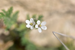 Erodium acaule