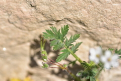 Erodium acaule